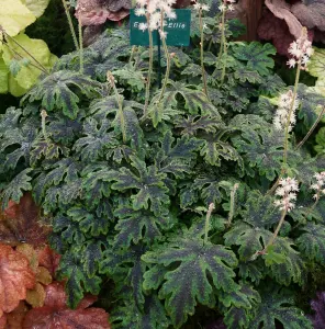 Tiarella Emerald Ellie - Foamflower Plant in 9cm Pot - Rare Herbaceous Perennial