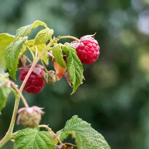 Fruit Raspberry (Rubus Idaeus) Autumn Bliss 3 Canes x 4 + Large Patio Potted Plant (24 litre) (39cm) & Saucer x 4