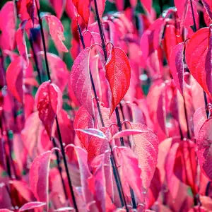 Cornus Alba Kesselringii 9cm Potted Plant x 2