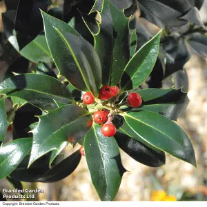 2 Holly Trees -  'Green Alaska' Standard - 2 Litre Potted Plant x 2 - Evergreen - Easy Care - Festive Doorstep