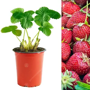 Strawberry Honeoye - Outdoor Fruit Plants for Gardens, Pots, Containers (9cm Pots, 10 Pack)