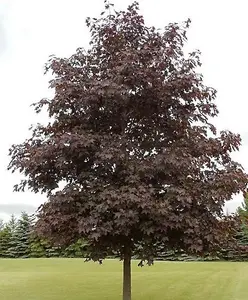 Acer Crimson King Purple Maple Tree 4-5ft Tall in a 5 Litre Pot