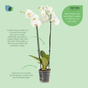 Verve Double Stem Moth orchid in Terracotta Plastic Grow pot 12cm