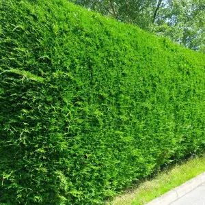 Leylandii Green Starter Hedge Pack - 10 Young Plants for Dense Coverage (30-60cm)