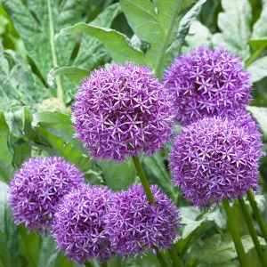 3 x Allium Globemaster Bulbs - Summer Flowering - UK Hardy Pollinator Friendly - Grow in Beds, Borders & Patio Pots