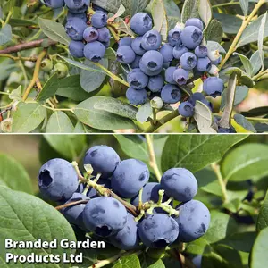 Fruit Blueberry (Vaccinium) Duo Collection 1.5 Litre Potted Plant x 2