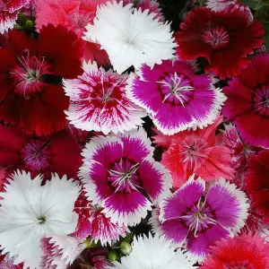 18 x Dianthus Carnation Festival Mixed Pack - Colourful Flowers - Bedding Plants - Ideal for Pots, Containers & Beds in UK Gardens