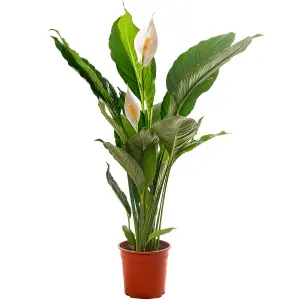 Spathiphyllum Peace Lily - Graceful and Purifying Indoor Plant for Interior Spaces (100-120cm Height Including Pot)