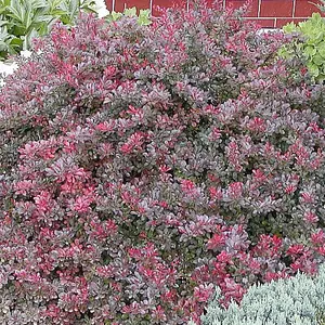 Berberis Atropurpurea Nana Garden Plant - Compact Size, Purple Foliage (15-30cm Height Including Pot)