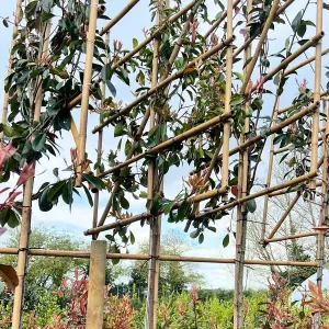 Red Robin Pleached Tree with Staking Kit - 200cm Stem and 6cm Girth