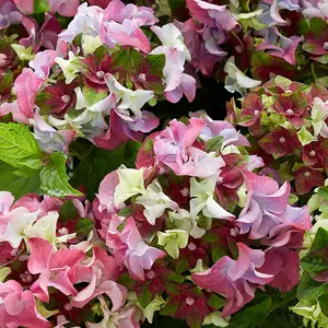 Hydrangea Lady Mata Hari Pink 5 Litre Potted Plant x 1