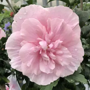 Hibiscus syriacus 'Pink Chiffon' in 9cm Pot - Beautiful Blousy Petals - Ready to Plant in The Garden