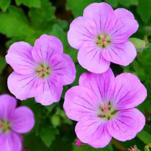 Geranium Mavis Simpson - Gorgeous Pink Flowers, Perennial Plant, Compact Growth (15-30cm Height Including Pot)