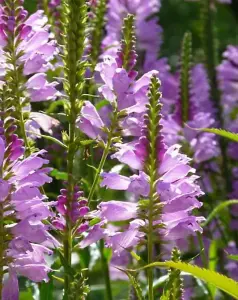 Lincolnshire Pond Plants Ltd Marginal Plants - Pond Plants (Physostegia Virginiana)  - 2x Plants and 2 Pots & compost