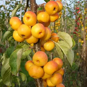 Malus Butterball Tree - Crab Apple Tree, Pinkish-White Spring Blossoms, Low Maintenance (5-6ft)