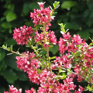 Escallonia Red Elf - Red Flowers, Long Flowering Period, Evergreen, Hardy Shrub (20-30cm Height Including Pot)