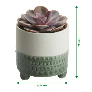 Verve Succulent in Ceramic Decorative pot 9cm