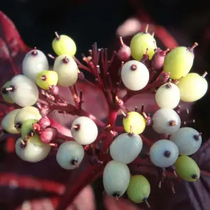 Cornus Alba Siberian Pearls 3.6 Litre Pot x 1