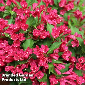 Weigela Picobella Rosso 9cm Potted Plant x 3