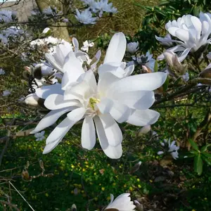 Magnolia stellata 'Water Lily' in 9cm Pot - Star Magnoliaceae Flowering Plant