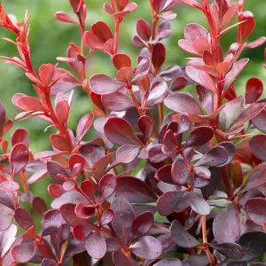 Evergreen Shrub collection - year round colour 6 plants in 9cm pots