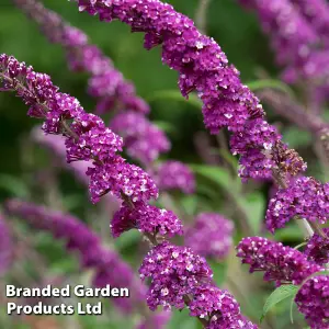 Buddleja davidii Berries & Cream 3.6 Litre Potted Plant x 1