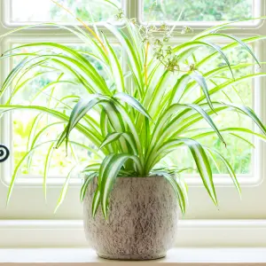 Chlorophytum variegatum: Variegated Spider Plant, Air-Purifying Indoor Accent (20-30cm, 12cm Pot)