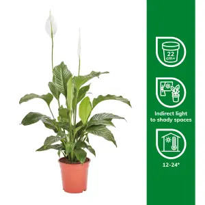 Verve Peace lily in Terracotta Plastic Grow pot 21cm