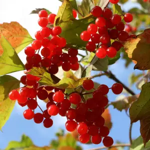 Hedge Guelder Rose (Viburnum opulus) 1 Bare Root Plant