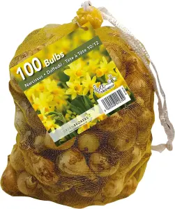 Yellow Narcissus Daffodil Bulbs - Big Buy Value Pack-100 Bulbs-Bee Friendly-Easy Planting-Spring Flowers-Eco-Friendly Packaging