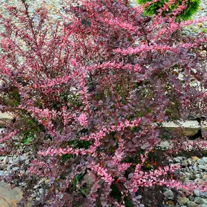 Berberis Pink Queen Garden Shrub - Vibrant and Hardy Variegated Plant (10-30cm Height Including Pot)