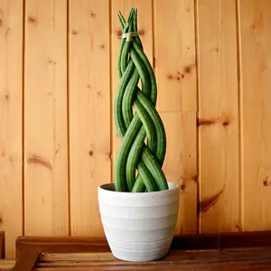 YouGarden Braided Snake Plant, Sansevieria Cylindrica, Established Houseplant in 9cm Pot, Ready to Plant and Display Indoor Plant