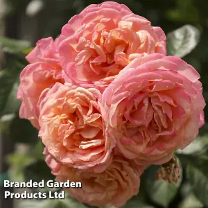 Climbing Rose 'Peach Melba' Bare Root Plants x 2