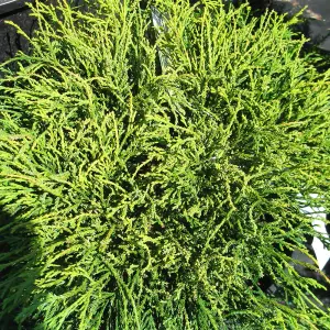 Chamaecyparis Sungold - Bright Green-Gold Foliage, Evergreen Conifer, Hardy (20-30cm Height Including Pot)