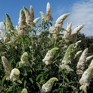 Buddleia White Profusion Garden Plant - Abundant White Blooms, Attracts Butterflies (15-30cm Height Including Pot)