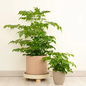 House Plant - China Doll Plant - 12 cm Pot size - 20-30 cm Tall - Radermachera Sinica - Indoor Plant