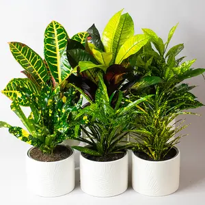 Croton Plants Indoor - Mix of 6 Real House Plants in 13cm Growers Pots