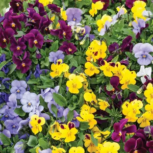 Viola Autumn Jewels Mixed 30 Garden Ready Plants