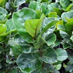 Ficus lyrata Bambino - Air Purifying Indoor Plant, Fiddle-leaf Fig Houseplant in 12cm Pot (30-40cm Height Including Pot)