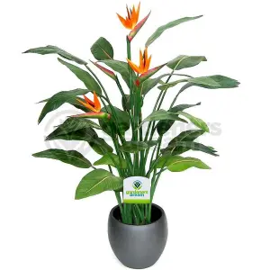 Strelitzia nicolai - Easy to Care For Bird of Paradise Plant, Ideal for Indoor Home Office, Evergreen Houseplant (40-50cm)