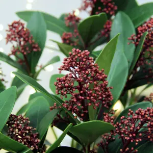 Skimmia Rubella Plant in 2L Pot with Hessian Gift Wrap - Evergreen Outdoor Shrub - Easy to Grow Christmas Gardening Gift