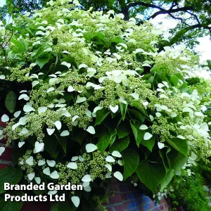 Hydrangea Petiolaris - 9 Litre Potted Plant x 1 - RHS Award of Garden Merit - Shade Tolerant