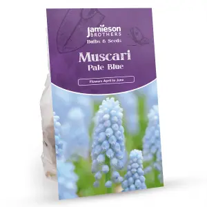 Muscari Valerie Finnis (40 Bulbs) Pale Blue Grape Hyacinth by Jamieson Brothers