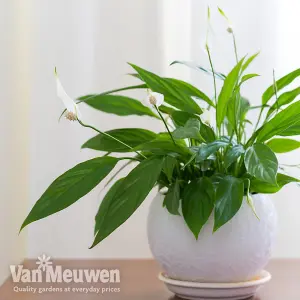 Peace Lily Houseplant 'Air So Pure' - Potted Plant (12cm Pot) x 1