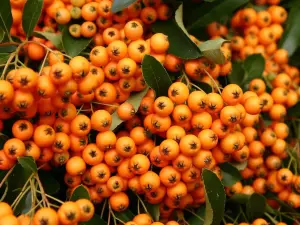 Pyracantha Golden Charmer Evergreen Shrub Plant 3-4ft Supplied in a 3 Litre Pot