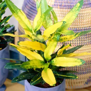 Codiaeum 'Sunny Star' Plant - Bright Leaf Variegations, Ideal for Home or Office, Easy to Maintain (30-40cm)