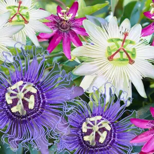 Gardeners Dream Passiflora Mix (Pack of 3, 9cm)