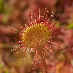 Houseplant Drosera Paradoxa 9cm Pot x 1