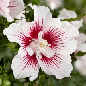 Hibiscus syriacus Starburst Chiffon Standard Tree in 19cm Pot