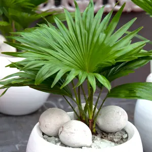 Livistona Palm - Tropical Elegance for Indoor Spaces (12cm, 25-35cm)